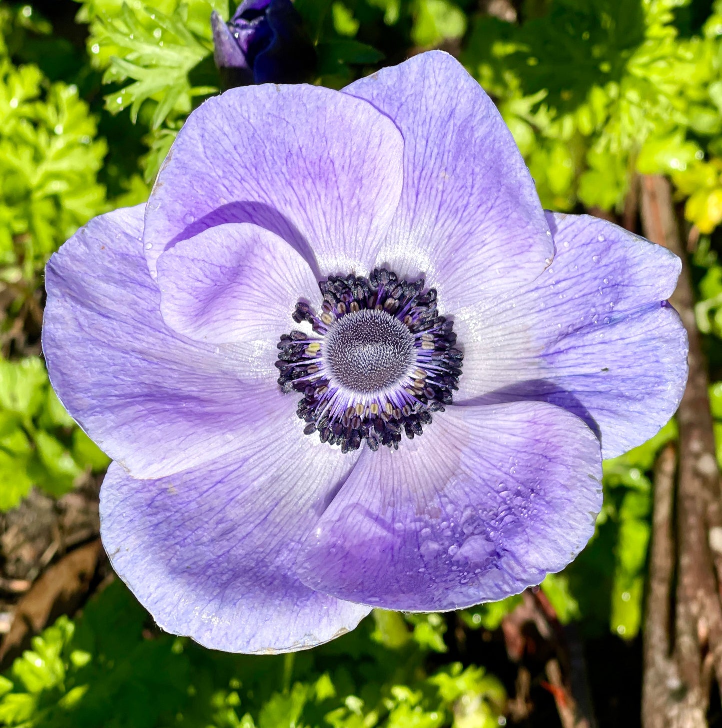 Italian Anemone Rainbow Mix - 5 CORMS