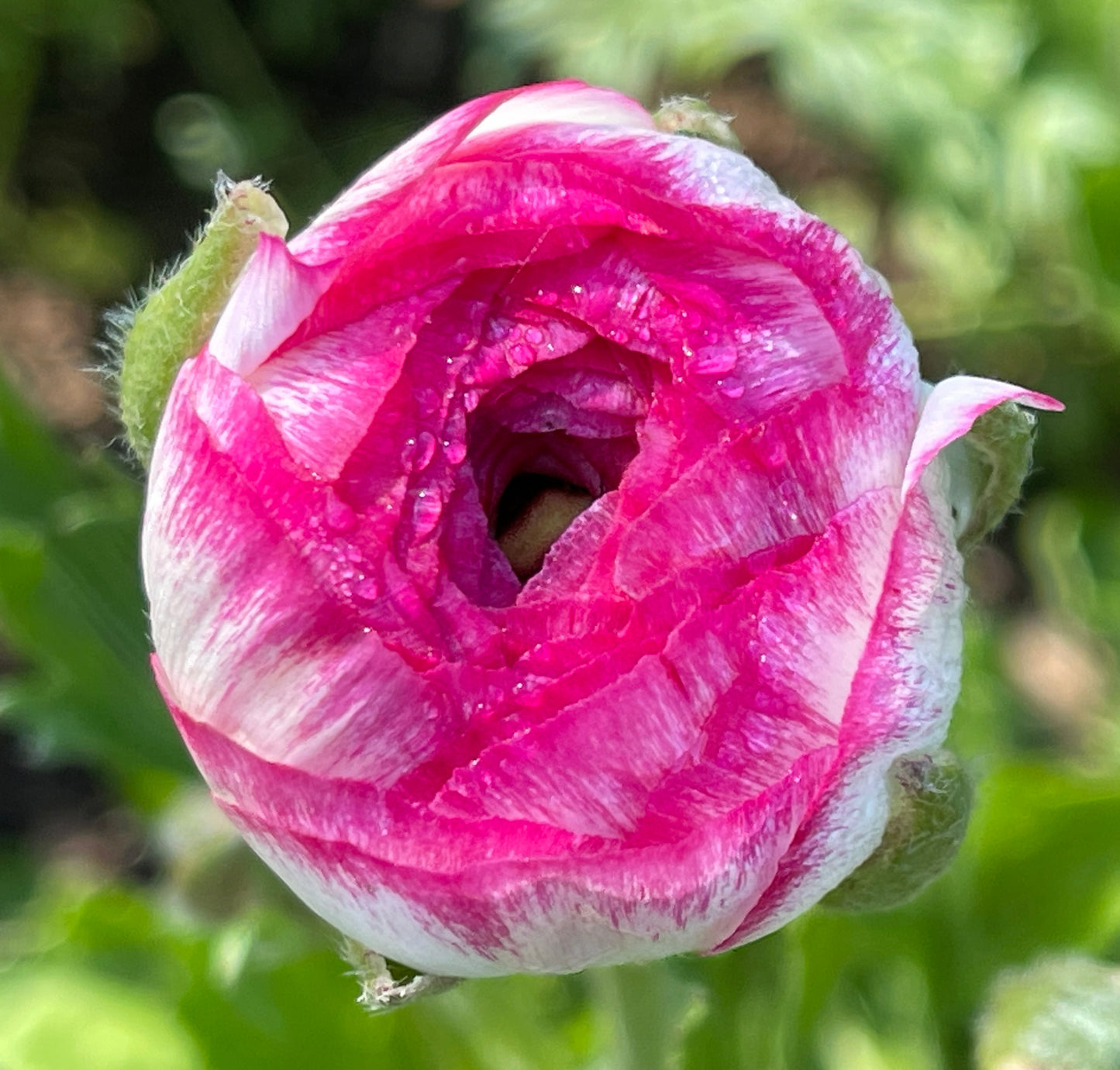 Italian Ranunculus 'Bianco Sfumato' - 5 CORMS