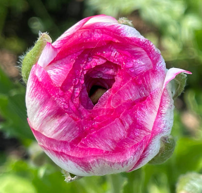 Italian Ranunculus 'Bianco Sfumato' - 5 CORMS