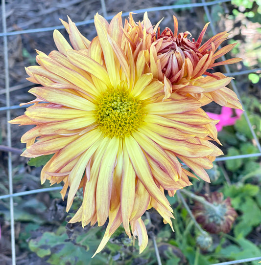 Heirloom Chrysanthemum - ANEMONE BRONZE