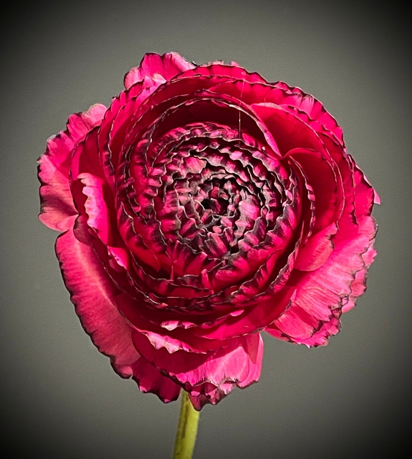 Italian Ranunculus 'Rosa Striato 69-16' - 5 CORMS