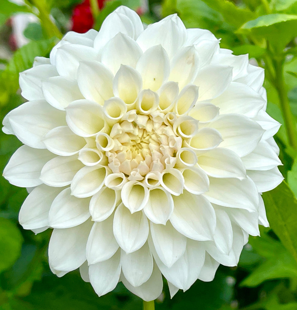 Devan Flower Devon Crystal – Southern Highlands Flower Farm