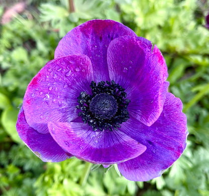 Italian Anemone Rainbow Mix - 5 CORMS