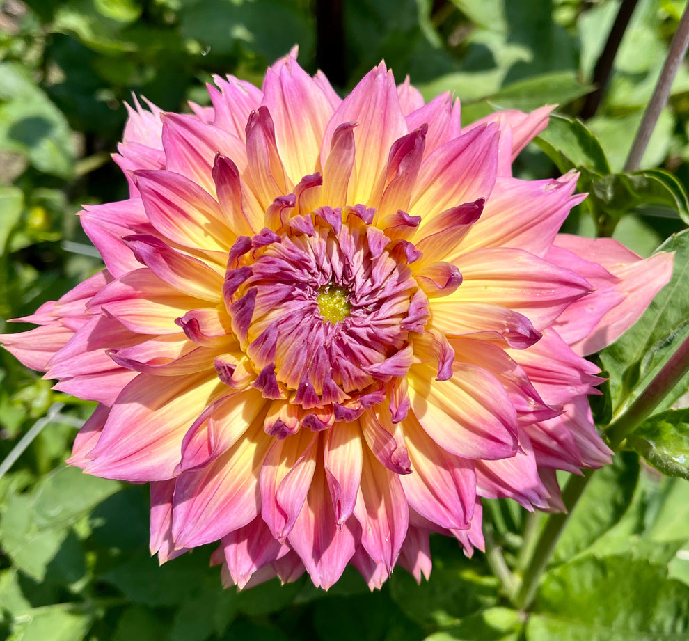 Humdinger – Southern Highlands Flower Farm