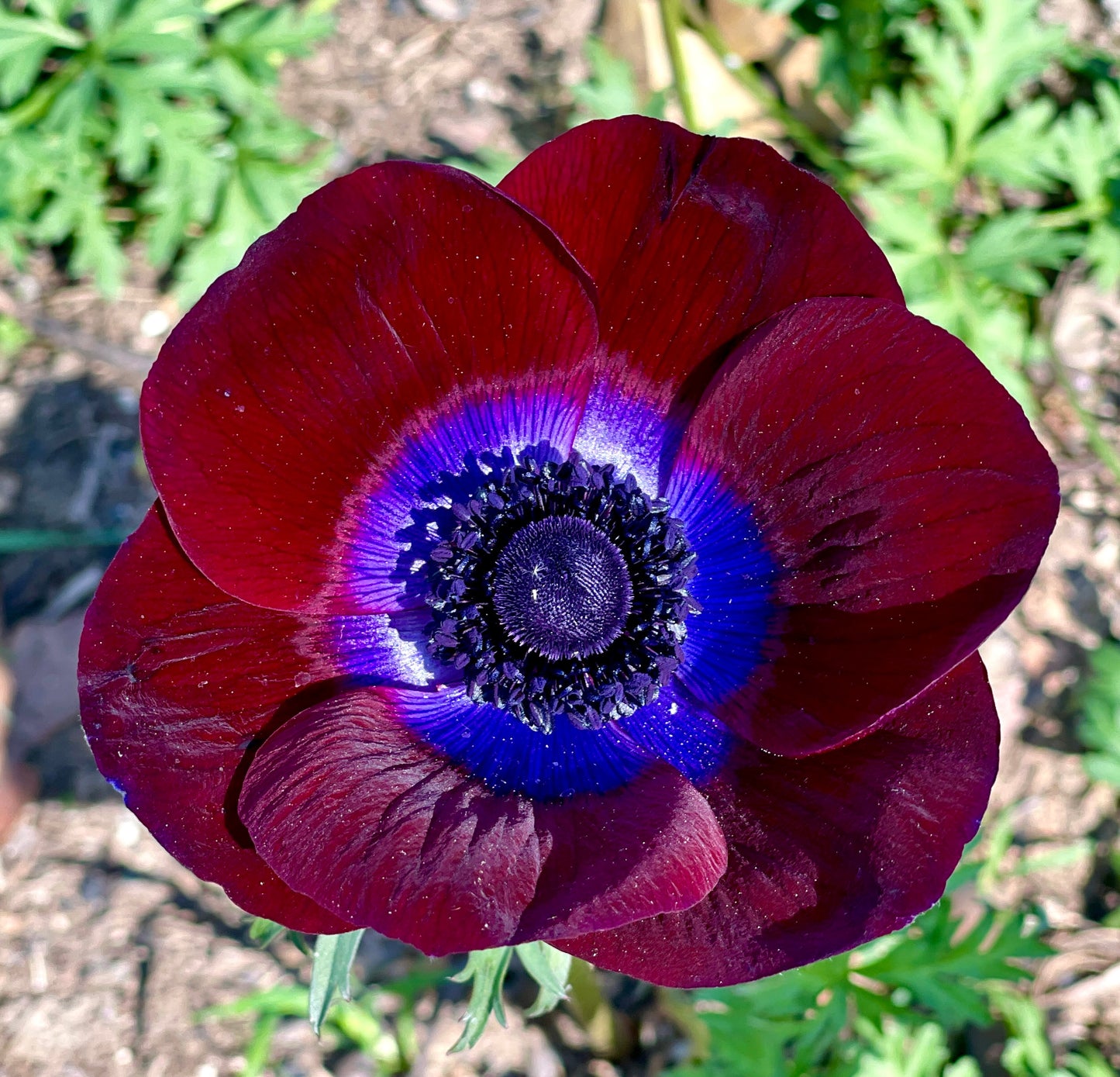 Italian Anemone 'Bordeaux' - 5 CORMS