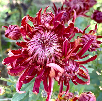 Heirloom Chrysanthemum - LORD KITCHENER