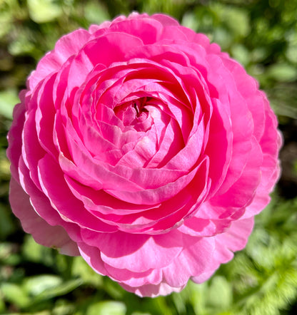 Italian Ranunculus Pink Mix - 5 CORMS