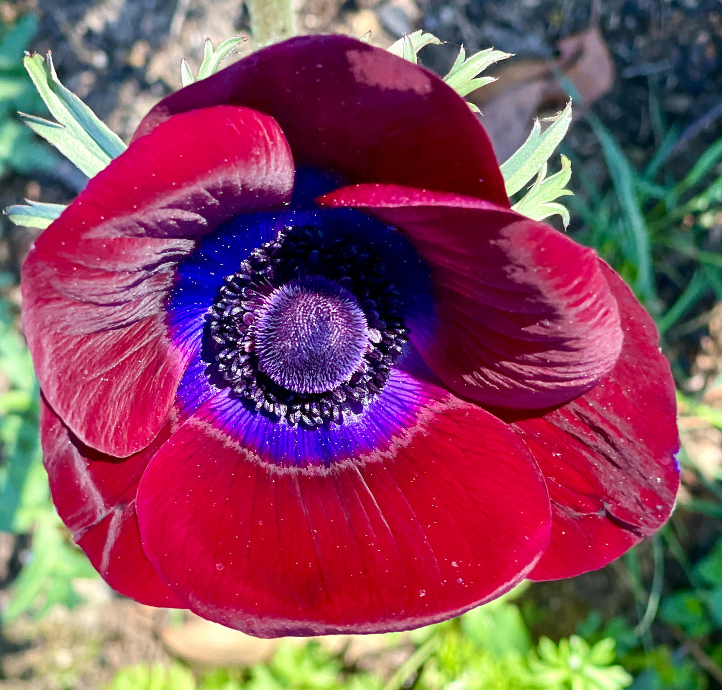 Italian Anemone 'Bordeaux' - 5 CORMS