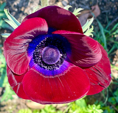 Italian Anemone 'Bordeaux' - 5 CORMS