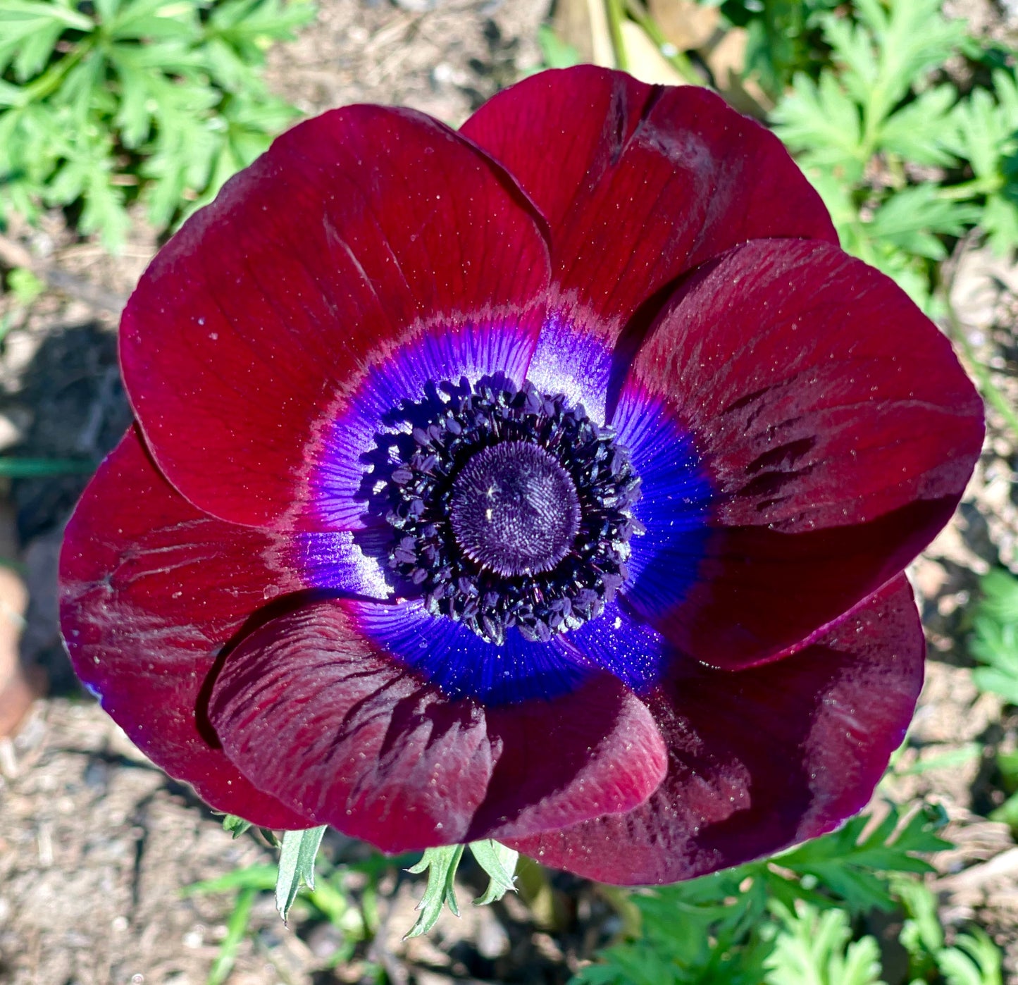 Italian Anemone 'Bordeaux' - 5 CORMS