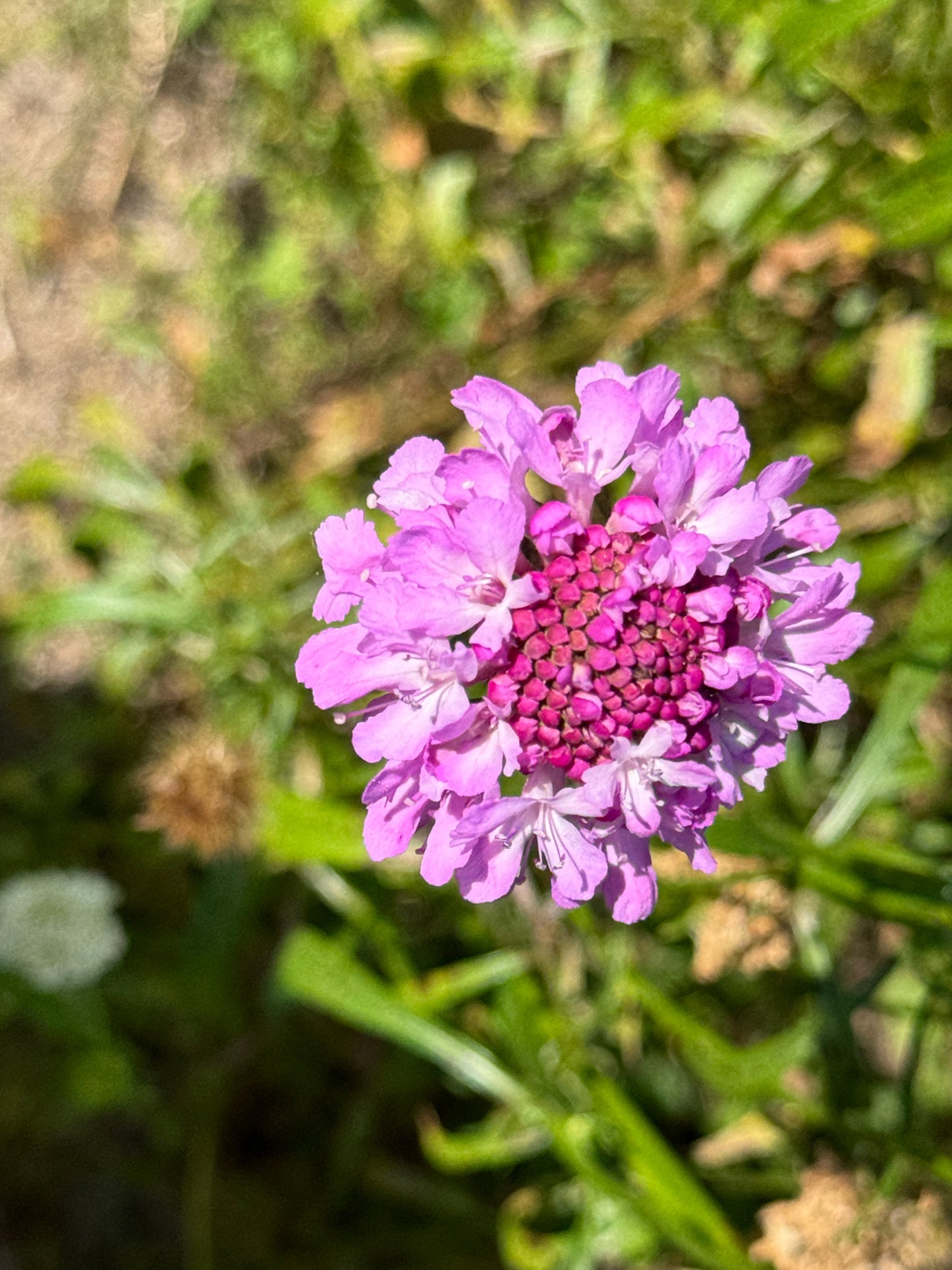 Scabiosa Seed Mix