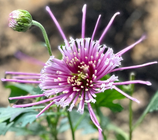 Heirloom Chrysanthemum - PROTECTION ALOHA