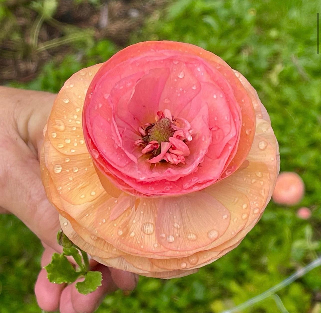 Italian Ranunculus 'Salmone' & 'Pastello' - 5 CORMS