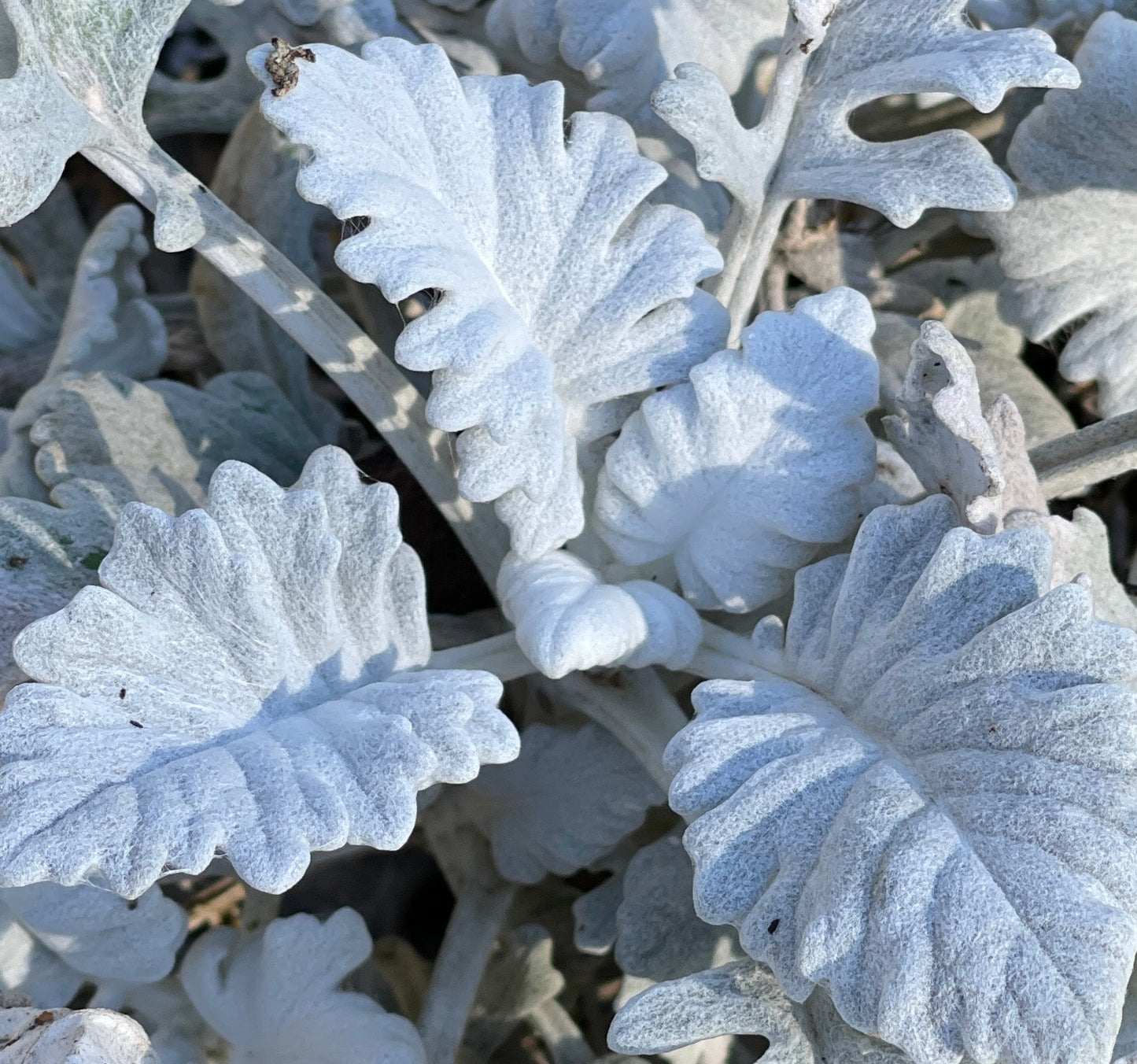 Dusty Miller 'New Look' - SEEDLING