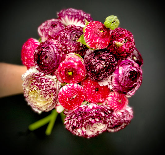 Italian Ranunculus 'Bianco Striato' Mix - 5 CORMS