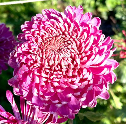 Heirloom Chrysanthemum - SEATON'S FLIRT