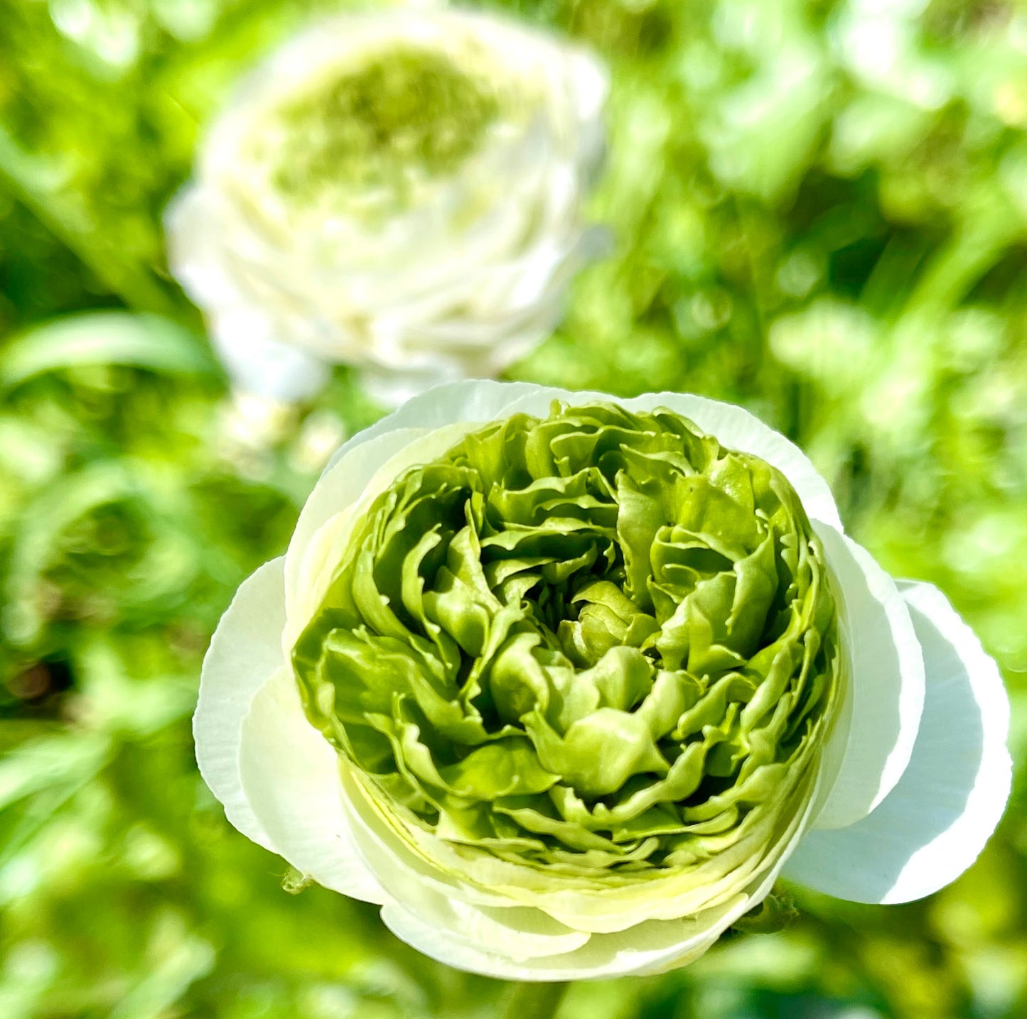 Italian Ranunculus 'Festival Bianco' - 5 CORMS