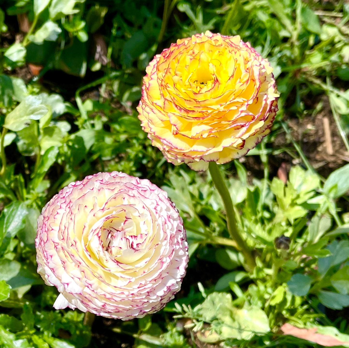 Italian Ranunculus 'Giallo Striato 65-09' - 5 CORMS