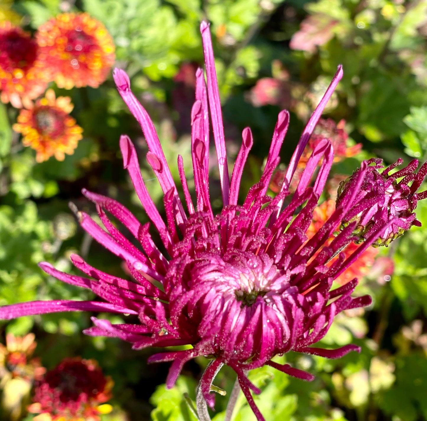 Chrysanthemum - SEATONS GALAXY