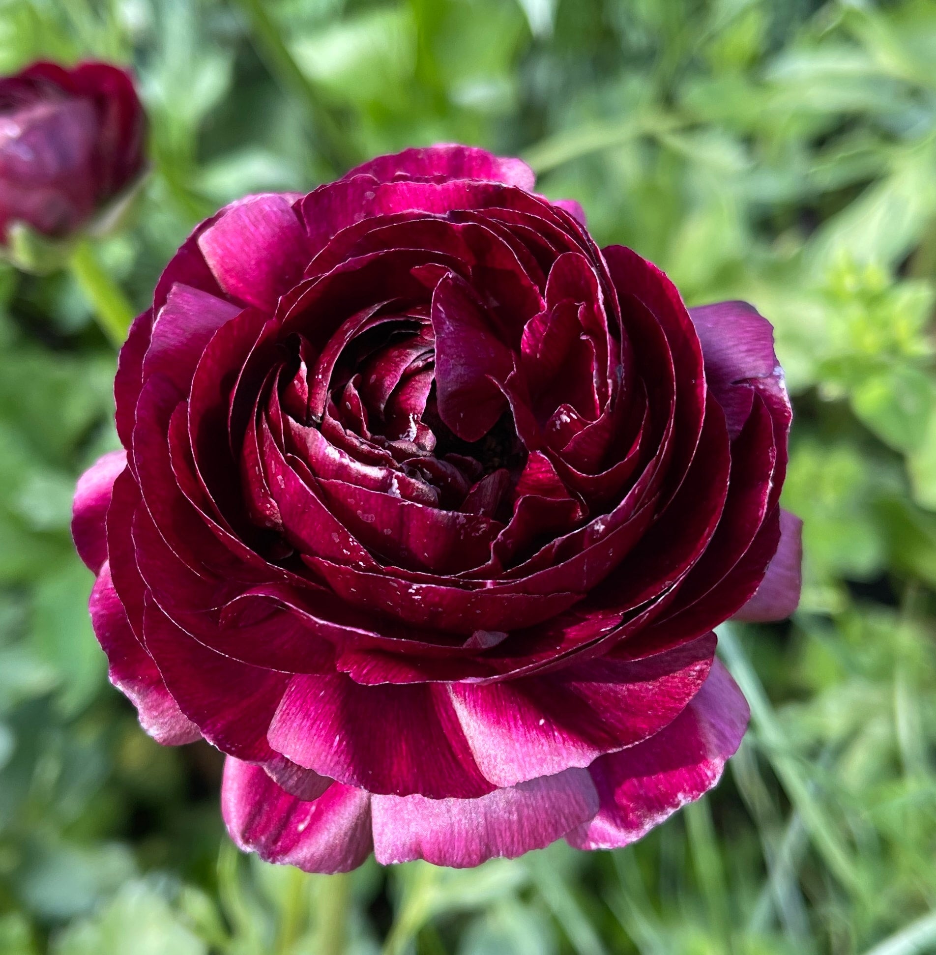 Italian Ranunculus Milka Ranunculus Corms – Southern Highlands Flower Farm