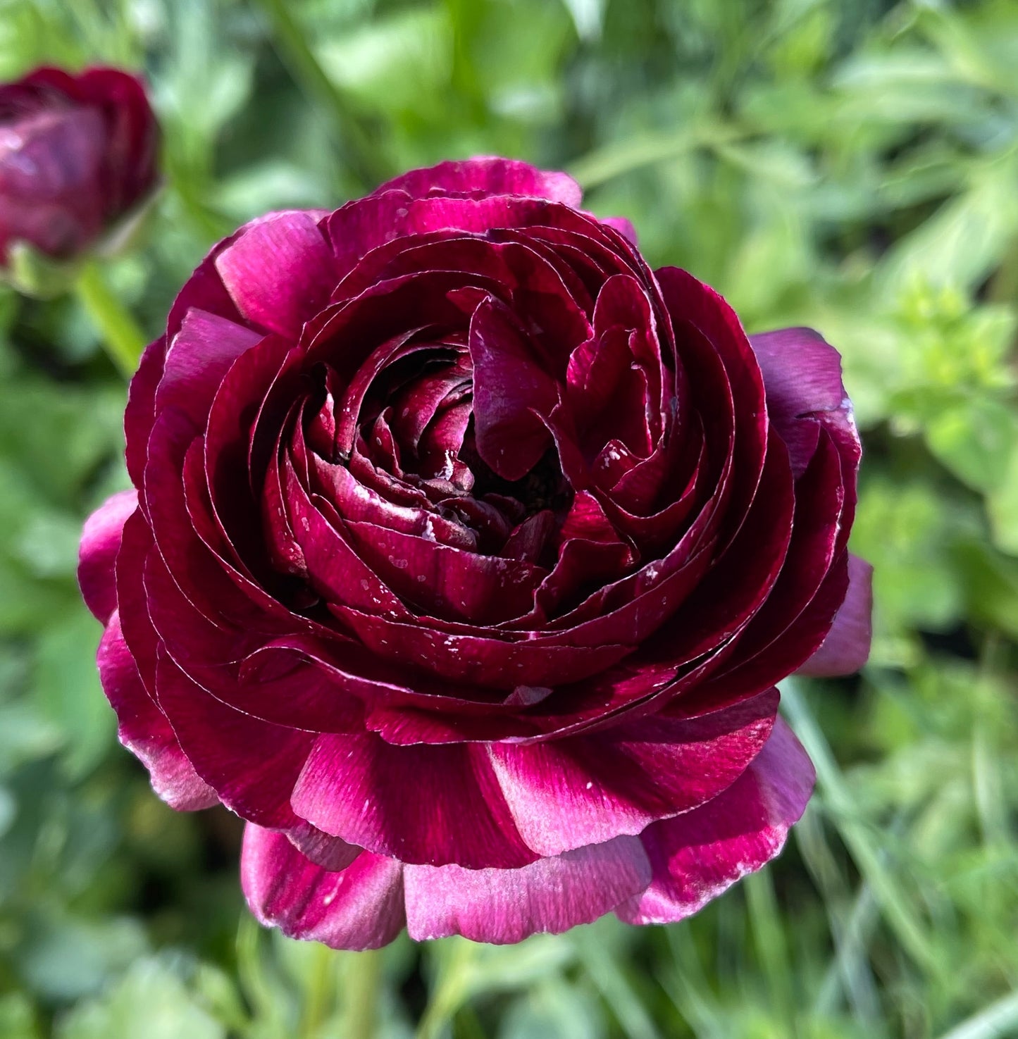 Italian Ranunculus 'Viola 06' - 5 CORMS