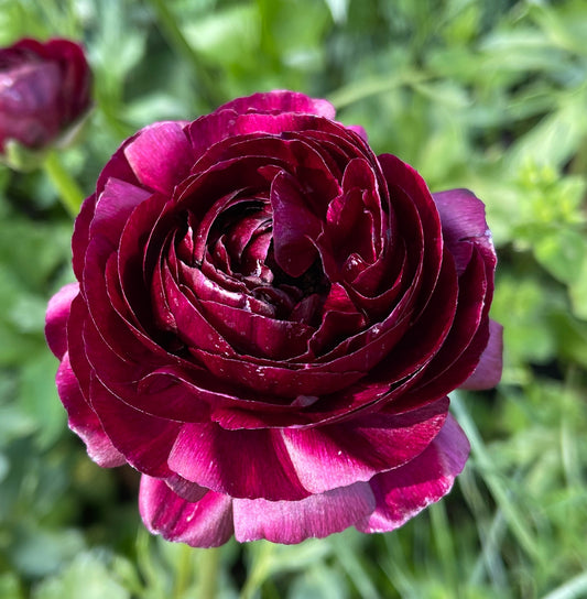 Italian Ranunculus 'Viola 06' - 5 CORMS