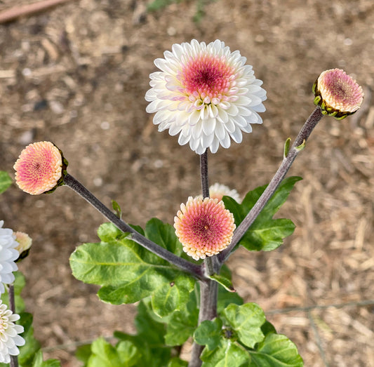 Heirloom Chrysanthemum - FALLS PRINCESS