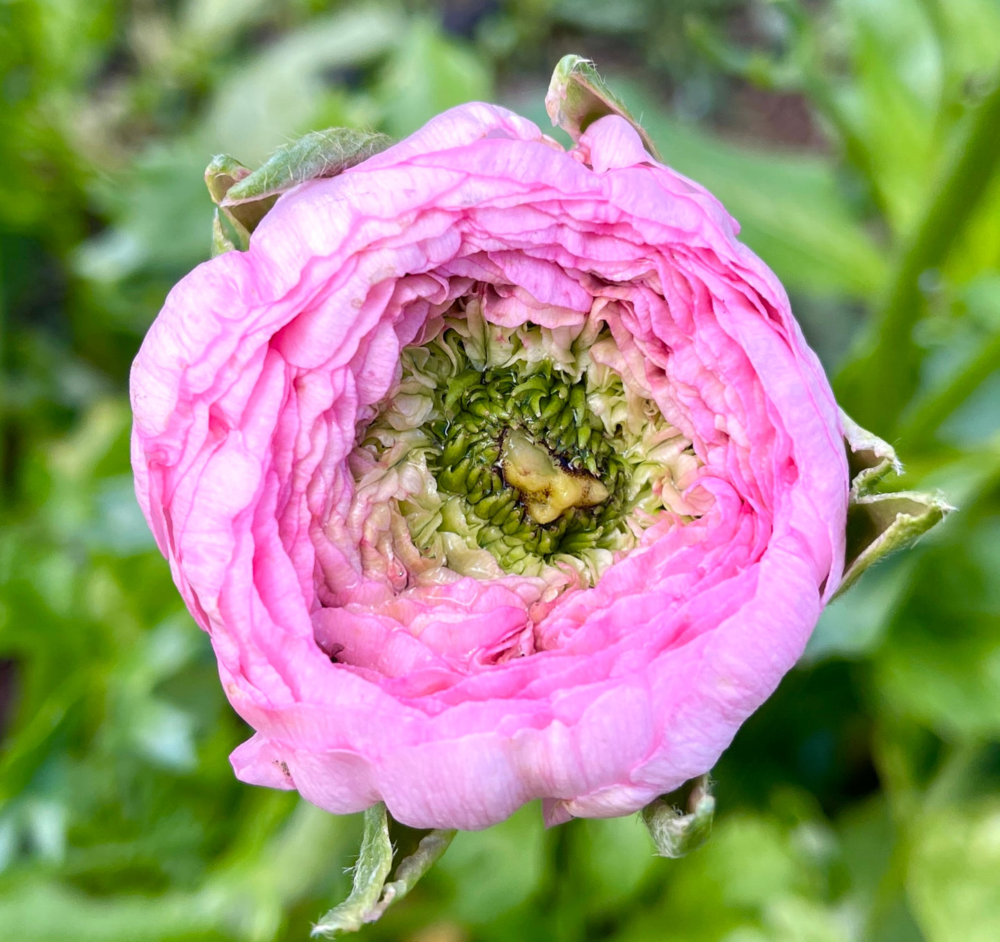 Italian Ranunculus 'Rosa Chiaro 77-15' - 5 CORMS