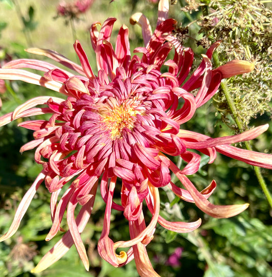 Heirloom Chrysanthemum - KOKKA GENSYU