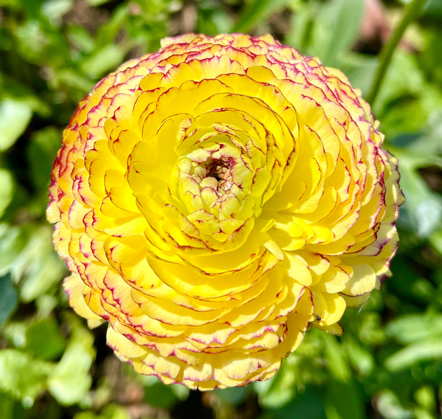 Italian Ranunculus 'Giallo Striato 65-09' - 5 CORMS