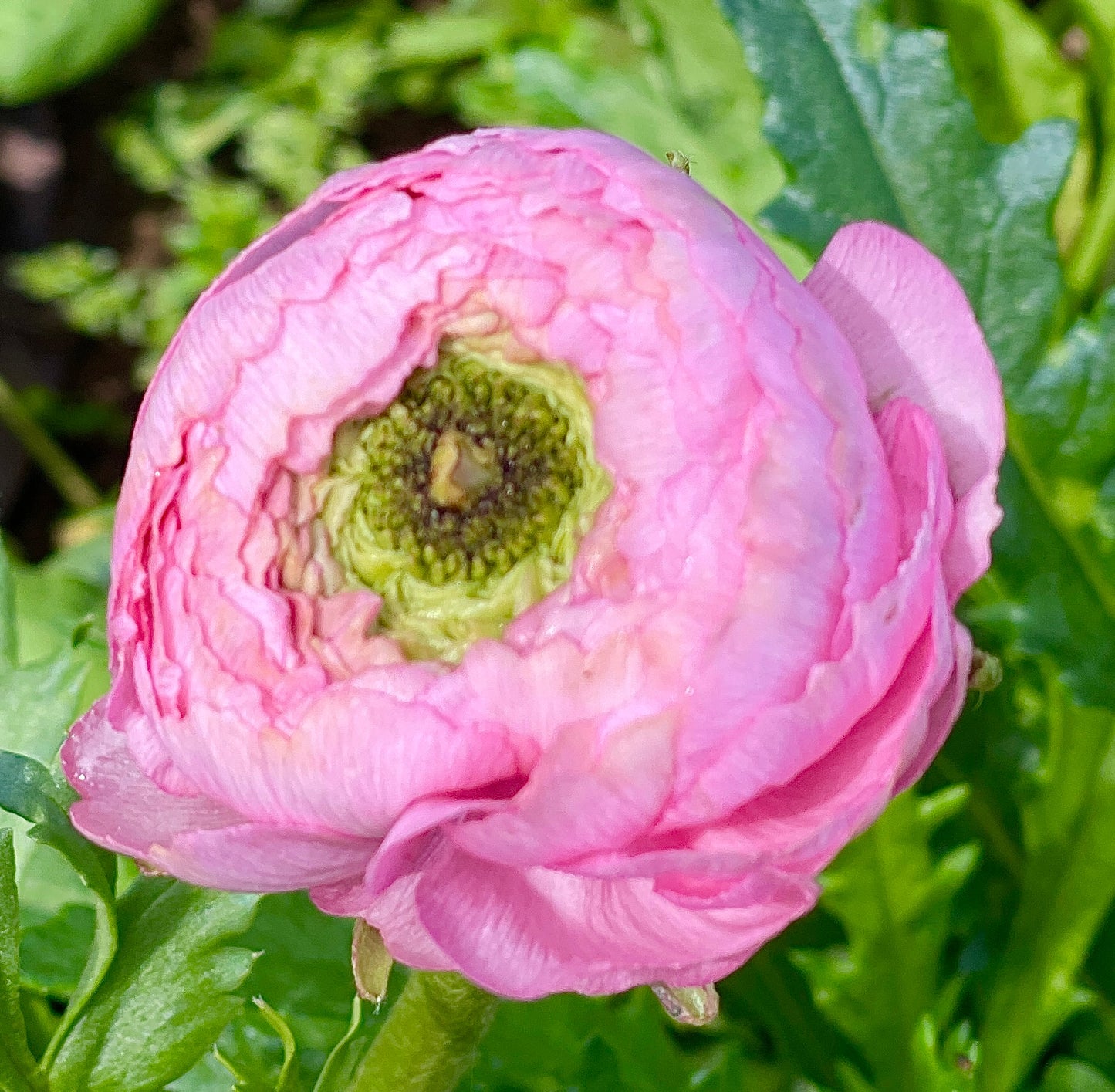 Italian Ranunculus 'Rosa Chiaro 77-15' - 5 CORMS