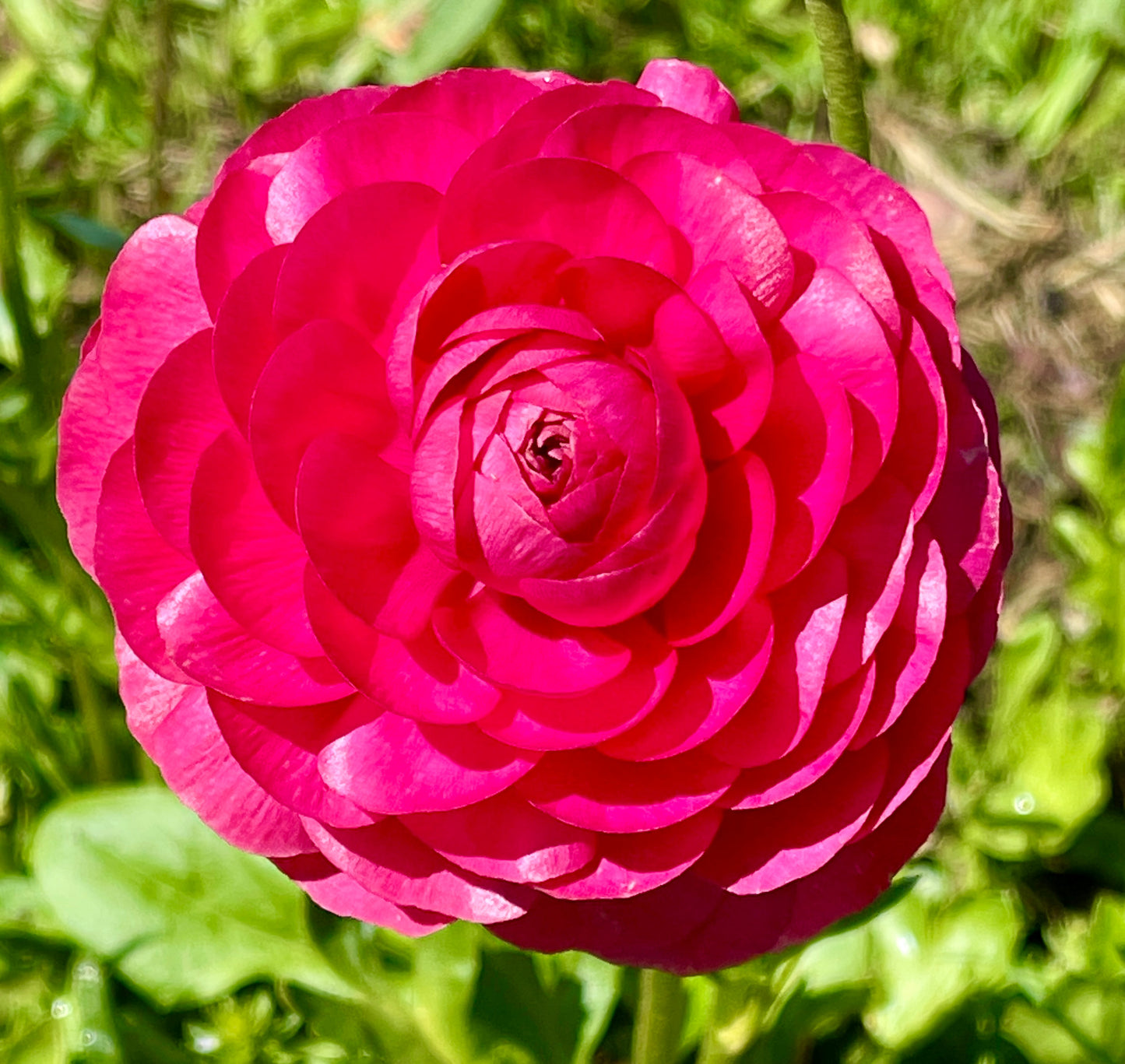 Ranunculus Lucky Dip Mix - 5 CORMS