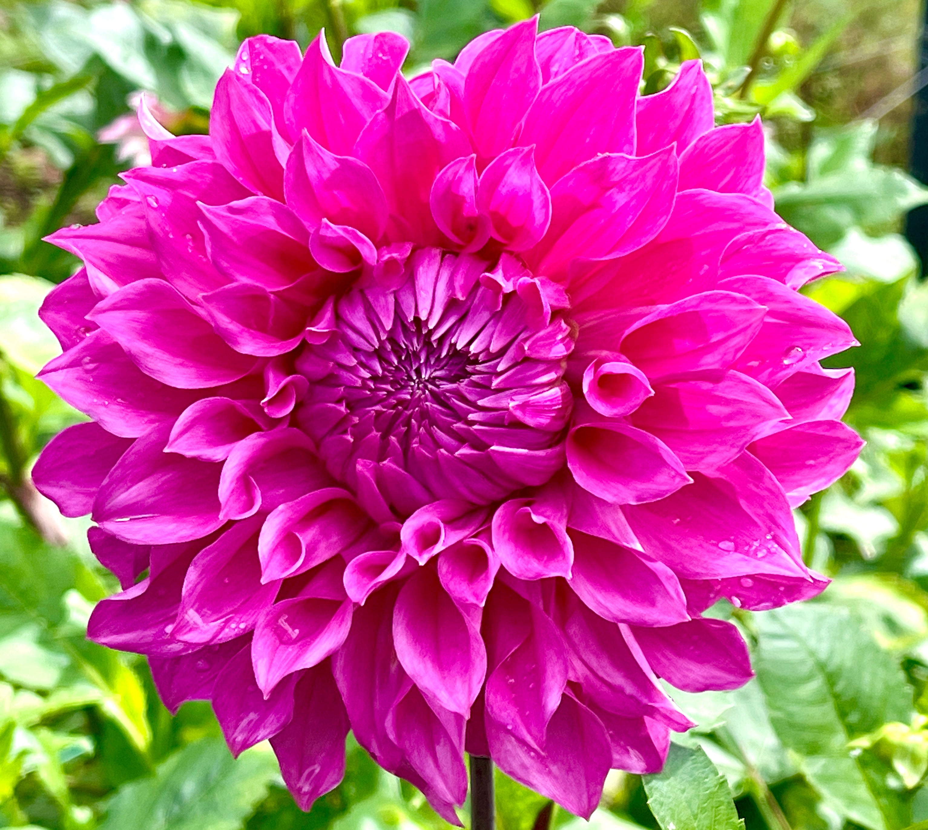 Devan Flower Devon Excel – Southern Highlands Flower Farm