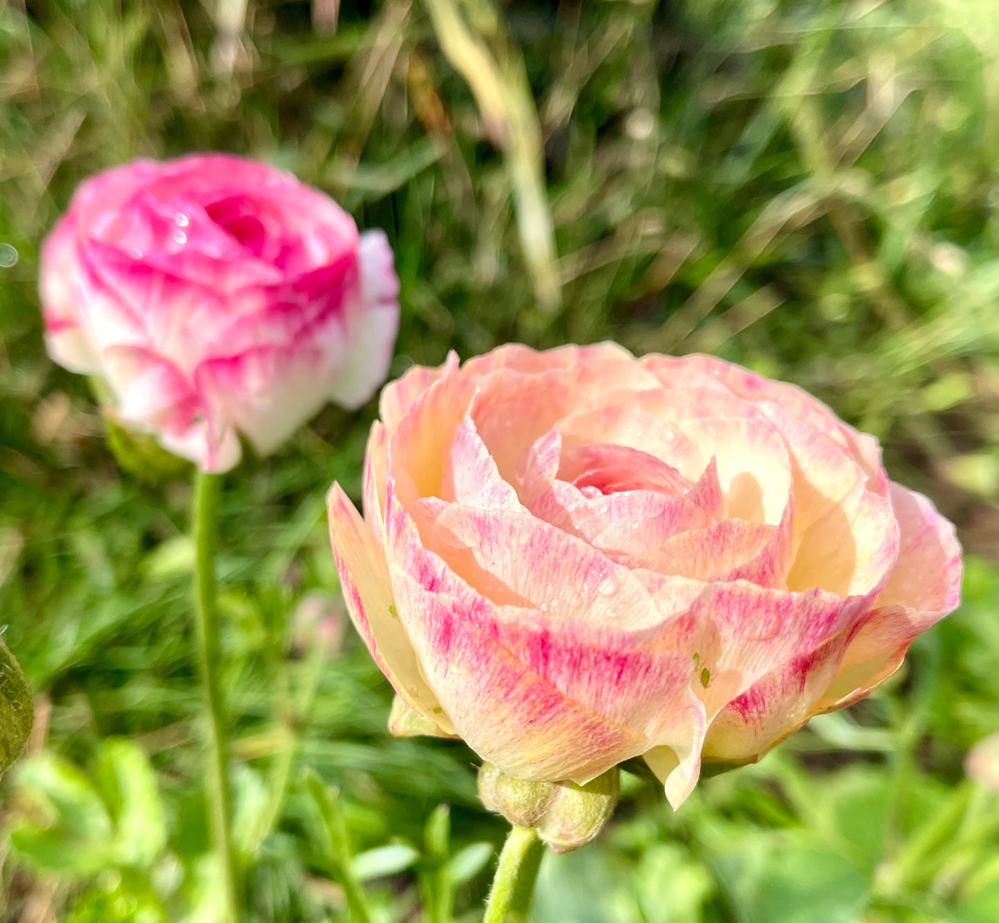 Italian Ranunculus 'Bianco Sfumato' - 5 CORMS