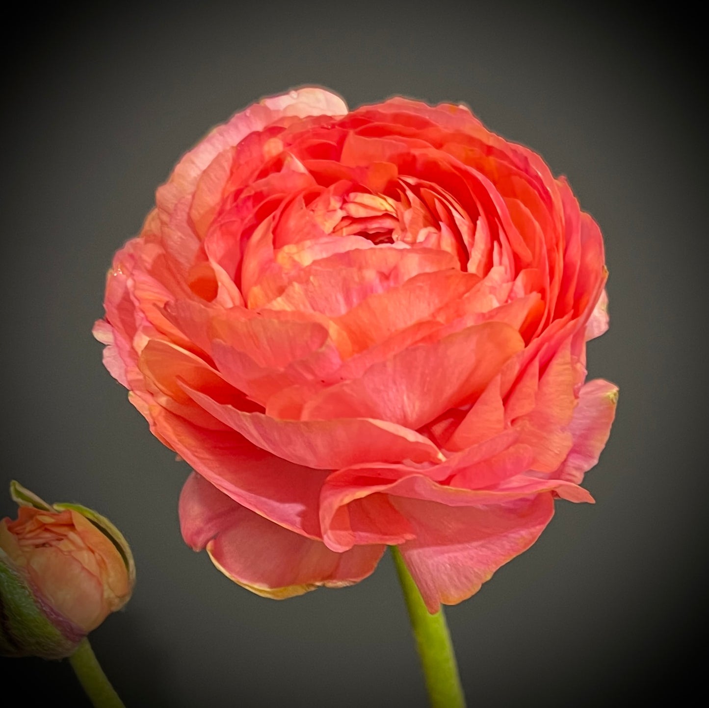 Italian Ranunculus 'Salmone' & 'Pastello' - 5 CORMS