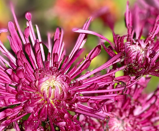 Heirloom Chrysanthemum - SEATON'S GALAXY