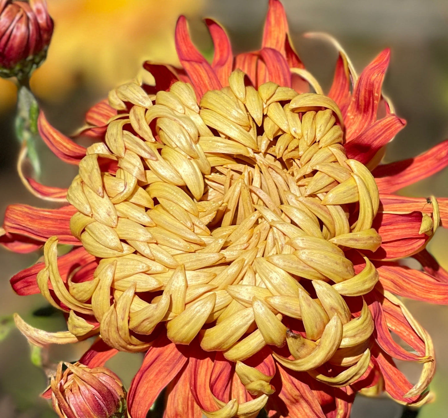 Heirloom Chrysanthemum - EDITH CAVELL