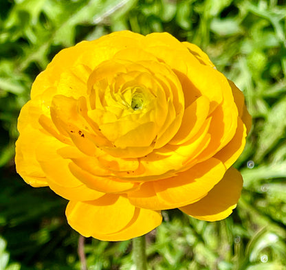 Ranunculus Lucky Dip Mix - 5 CORMS