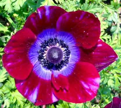 Italian Anemone Rainbow Mix - 5 CORMS