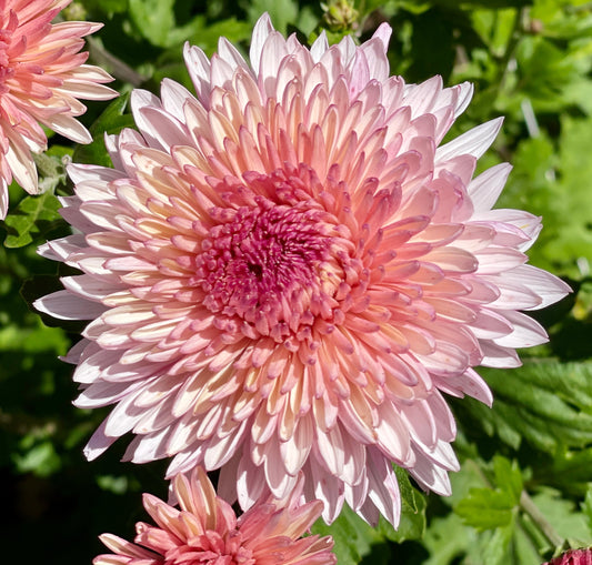 Heirloom Chrysanthemum - OTOME PINK