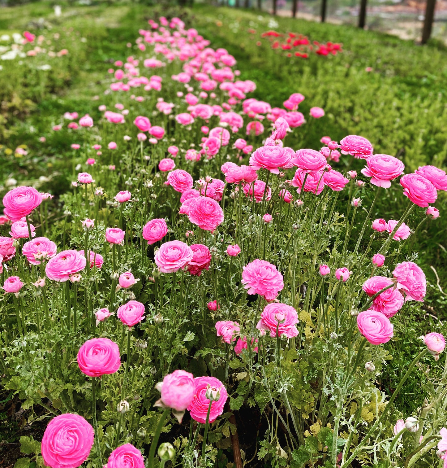 Italian Ranunculus Pink Mix - 5 CORMS