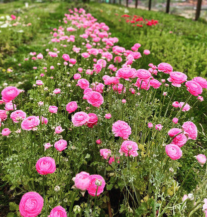 Italian Ranunculus Pink Mix - 5 CORMS