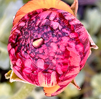 Italian Ranunculus 'Rosa Striato 69-16' - 5 CORMS