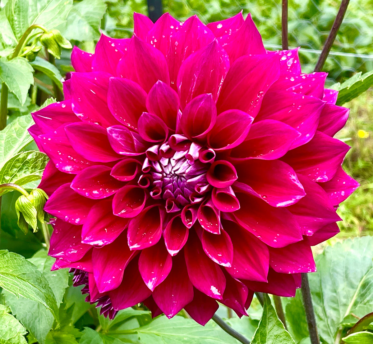 Devan Flower Devon Ultimate – Southern Highlands Flower Farm