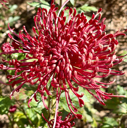 Heirloom Chrysanthemum - SCARLETT O'HARA