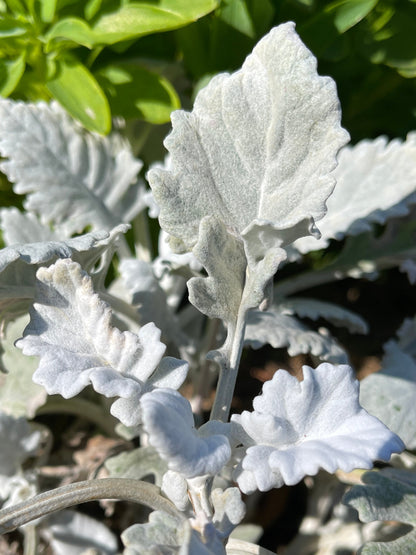 Dusty Miller 'New Look' - SEEDLING