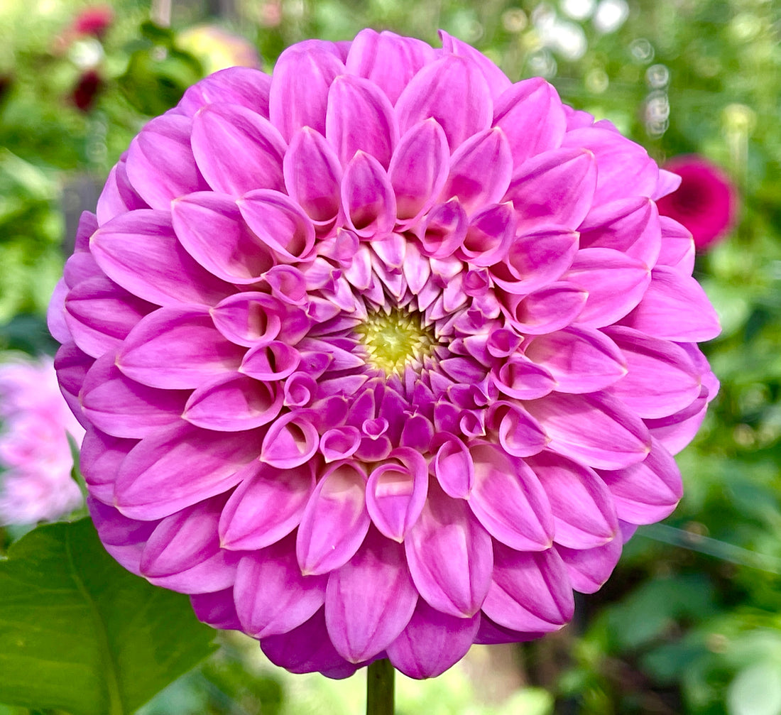 Kenora Tonya – Southern Highlands Flower Farm