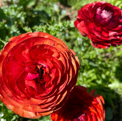 Italian Ranunculus 'Cioccolato 469G' - 5 CORMS