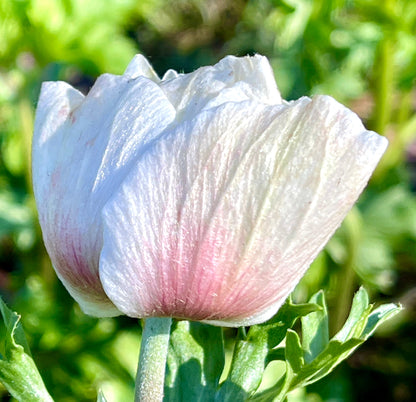 Italian Anemone Rainbow Mix - 5 CORMS