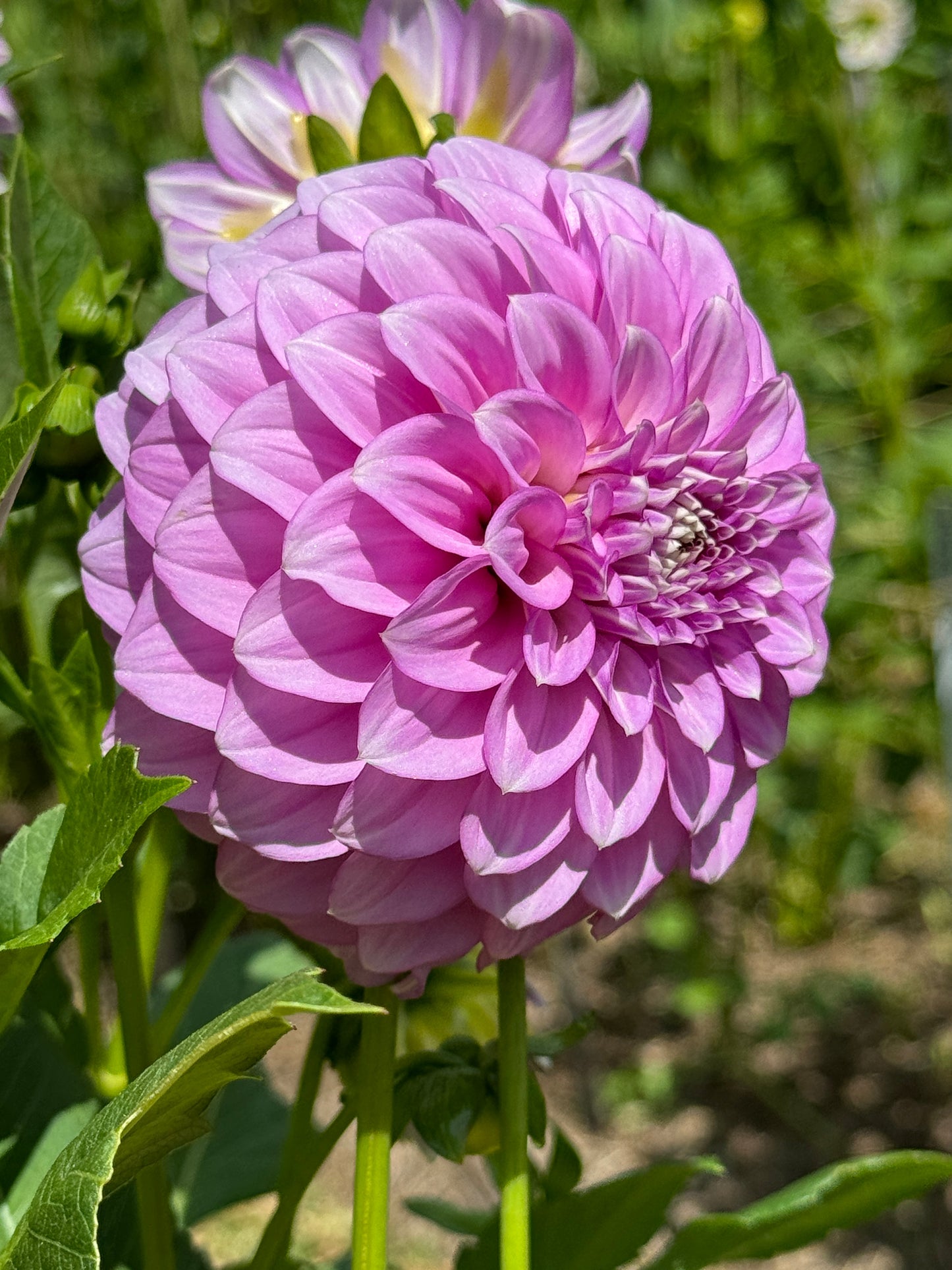 Bracken Catherine